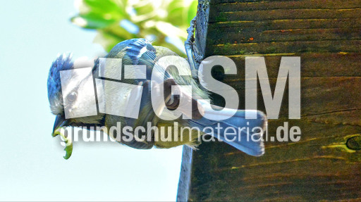 Blaumeise_mit_Futter (09).jpg